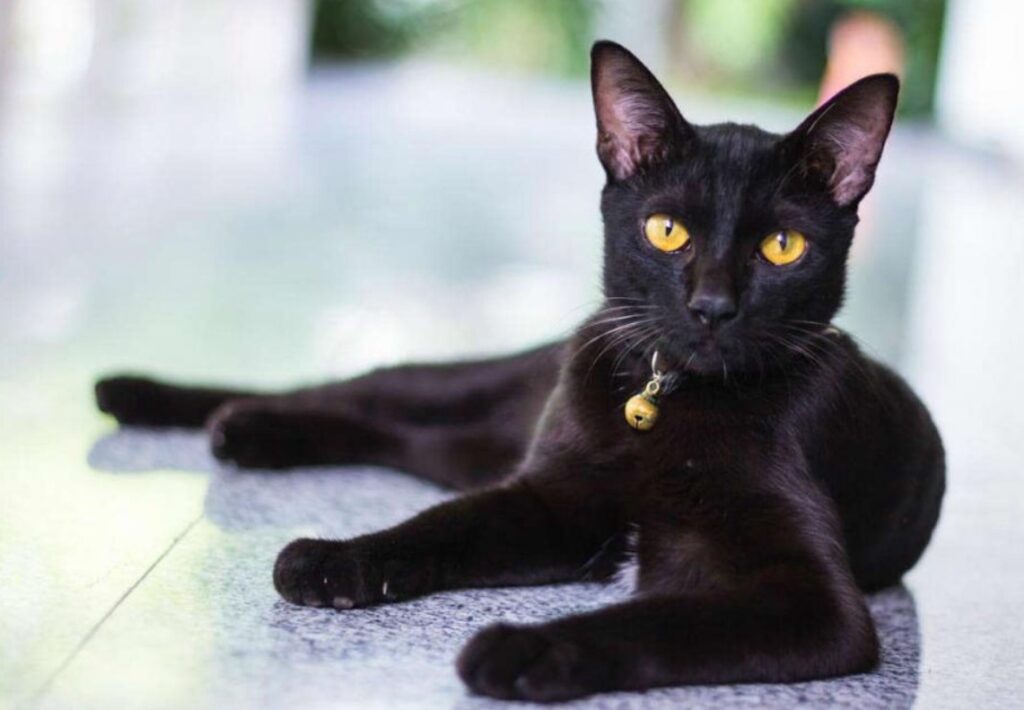 Фото 100 — Уход за бомбейской кошкой в доме