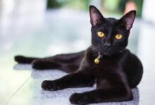 Photo of Уход за бомбейской кошкой в доме