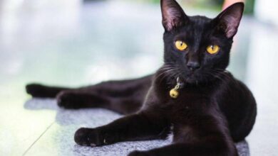 Photo of Уход за бомбейской кошкой в доме