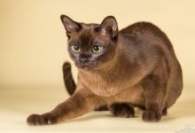 Photo of Как ухаживать за бурманской кошкой