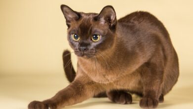 Photo of Как ухаживать за бурманской кошкой