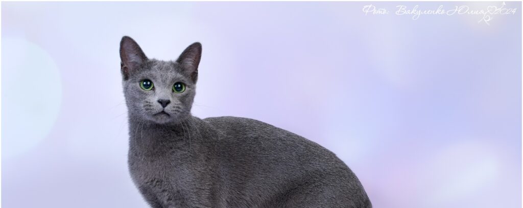 Фото 78 — Проблема аллергии у русских голубых кошек: как справиться?