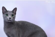Photo of Проблема аллергии у русских голубых кошек: как справиться?