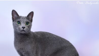 Photo of Проблема аллергии у русских голубых кошек: как справиться?