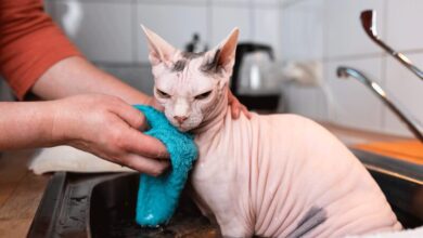 Photo of Как правильно купать сфинкса: шаг за шагом