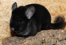 Photo of Кормление шиншиллы: важные моменты