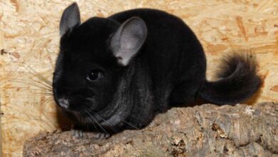 Photo of Кормление шиншиллы: важные моменты