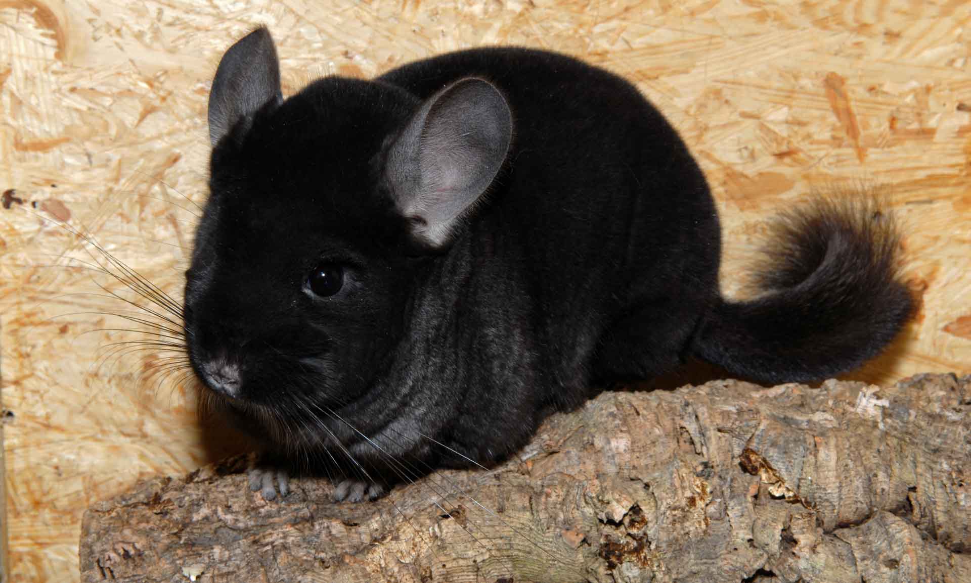 Фото 38 — Кормление шиншиллы: важные моменты