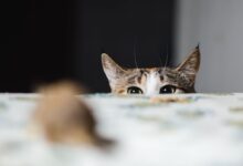 Photo of Как справиться с аллергией у кошки: симптомы и методы лечения