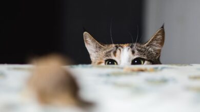 Photo of Как справиться с аллергией у кошки: симптомы и методы лечения