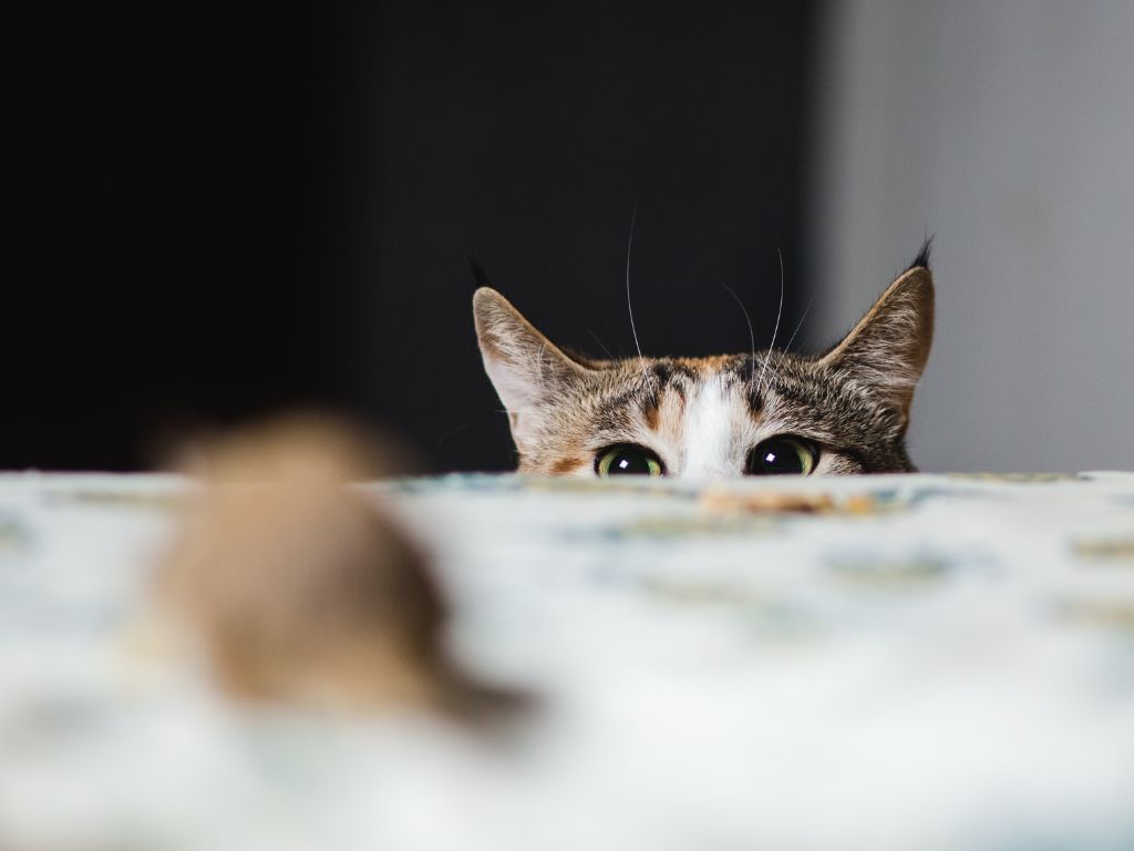 Фото 126 — Как справиться с аллергией у кошки: симптомы и методы лечения