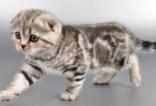 Photo of Советы по уходу за шотландским вислоухим котом