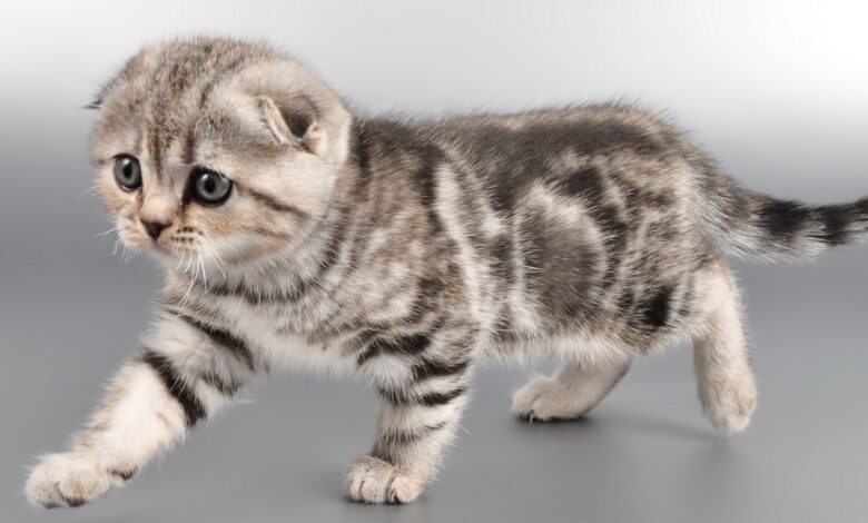 Photo of Советы по уходу за шотландским вислоухим котом