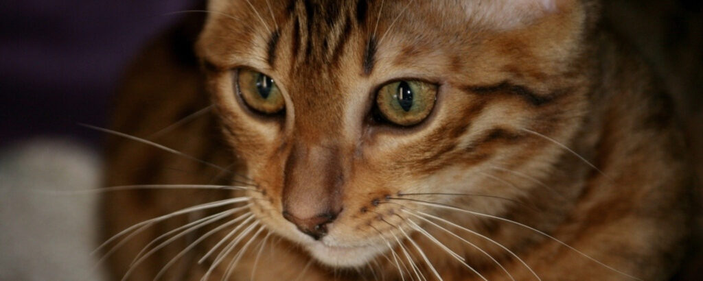 Фото 112 — Кормление бенгальской кошки: особенности