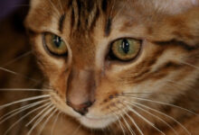 Photo of Кормление бенгальской кошки: особенности