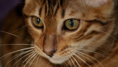 Photo of Кормление бенгальской кошки: особенности