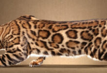 Photo of Как поддерживать здоровье зубов у бенгальских кошек?