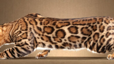 Photo of Как поддерживать здоровье зубов у бенгальских кошек?
