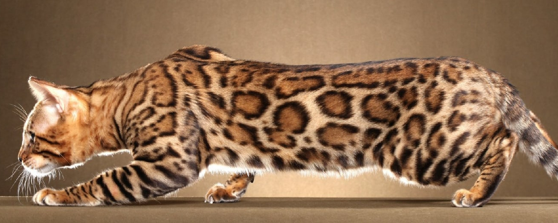 Фото 136 — Как поддерживать здоровье зубов у бенгальских кошек?