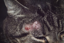 Photo of Симптомы и лечение лишая у кота