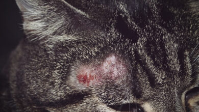 Photo of Симптомы и лечение лишая у кота
