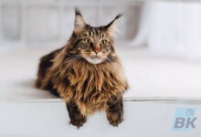 Photo of Проблема склонности к ожирению у мейн-кунов: как предотвратить?