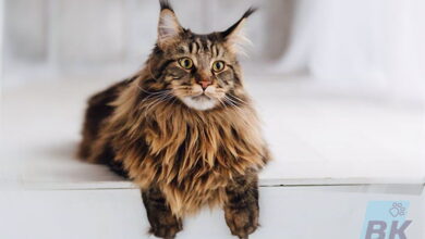 Photo of Проблема склонности к ожирению у мейн-кунов: как предотвратить?