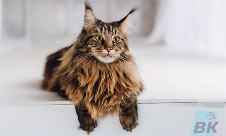 Photo of Проблема склонности к ожирению у мейн-кунов: как предотвратить?