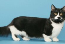 Photo of Манчкин: кошки-карапузы с короткими лапками