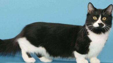 Photo of Манчкин: кошки-карапузы с короткими лапками