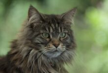 Photo of Кормление мейн-кунов: правила и рекомендации