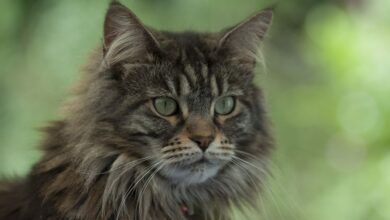 Photo of Кормление мейн-кунов: правила и рекомендации