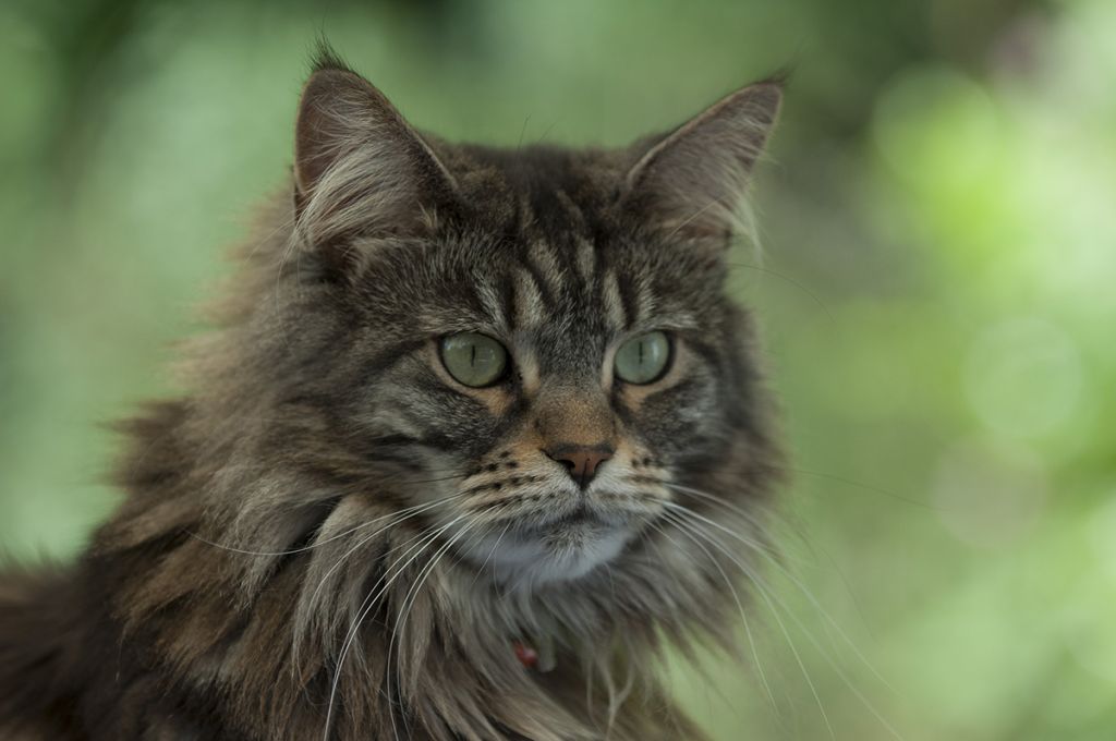 Фото 113 — Кормление мейн-кунов: правила и рекомендации