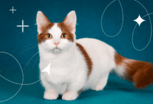 Photo of Как обучить манчкина правильному уходу