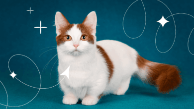 Photo of Как обучить манчкина правильному уходу