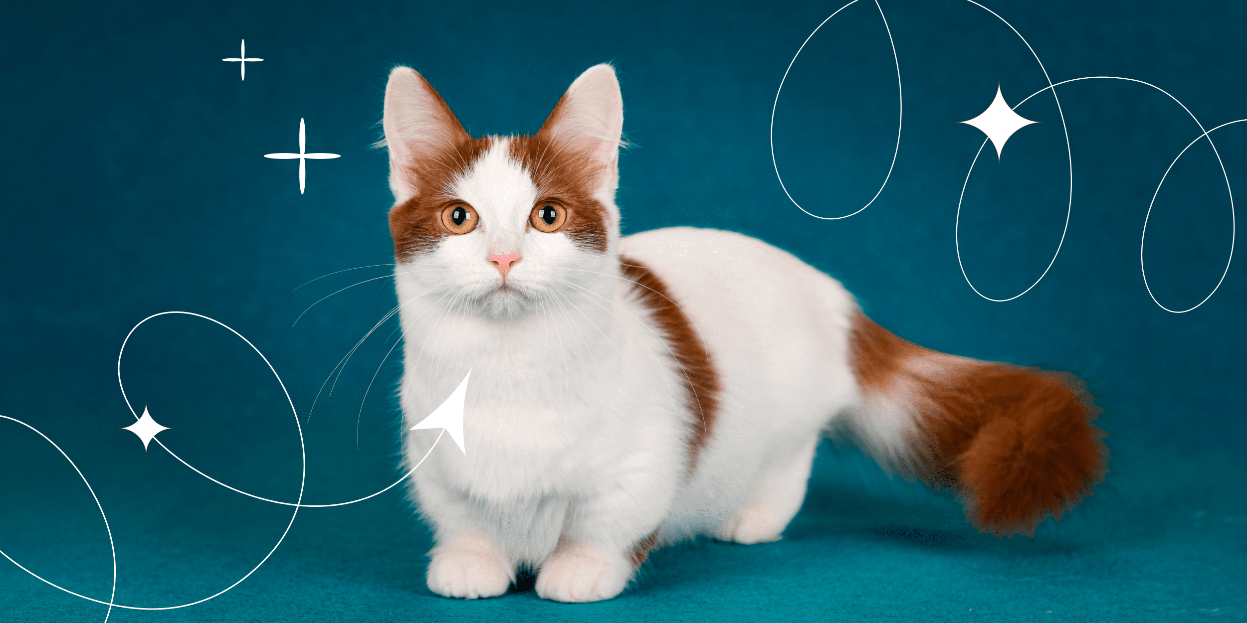 Фото 57 — Как обучить манчкина правильному уходу