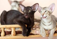 Photo of Ориентальная кошка: умные и общительные