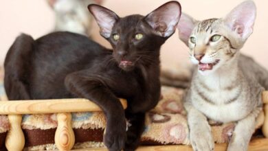 Photo of Ориентальная кошка: умные и общительные