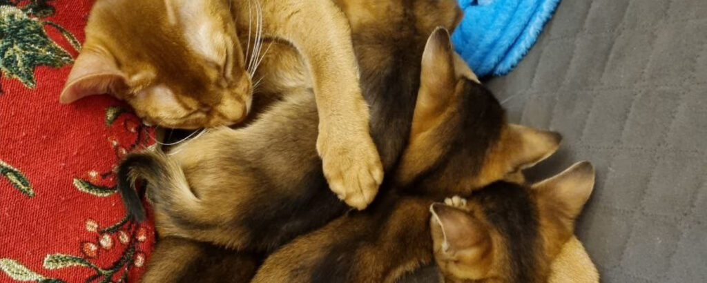 Фото 103 — Советы по уходу за абиссинской кошкой в период линьки