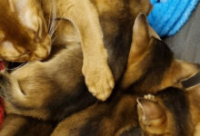 Photo of Советы по уходу за абиссинской кошкой в период линьки