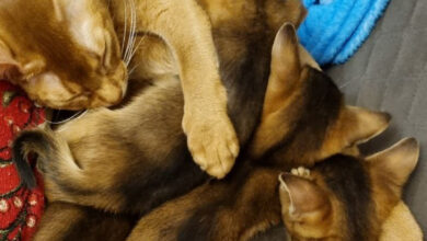 Photo of Советы по уходу за абиссинской кошкой в период линьки