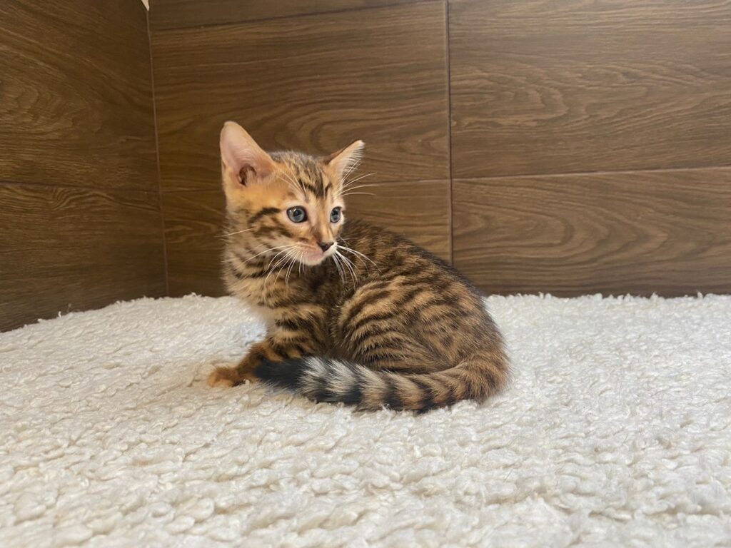 Фото 90 — Тойгер: кошки-тигры в домашних условиях