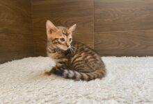 Photo of Тойгер: кошки-тигры в домашних условиях