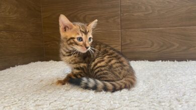 Photo of Тойгер: кошки-тигры в домашних условиях