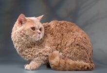 Photo of Селкирк-рекс: кошки с кудрявой шерстью и спокойным характером