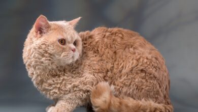 Photo of Селкирк-рекс: кошки с кудрявой шерстью и спокойным характером