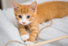 Photo of Почему кошка теряет аппетит: как помочь питомцу