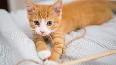 Photo of Почему кошка теряет аппетит: как помочь питомцу