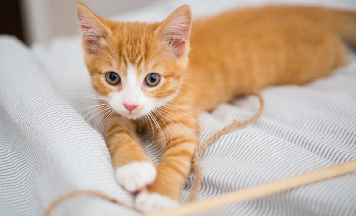 Фото 118 — Почему кошка теряет аппетит: как помочь питомцу