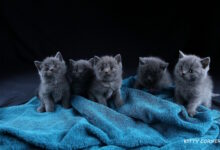 Photo of Проблема перхоти у шотландской кошки: как бороться?